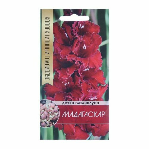 Добрый урожай Клубнепочка гладиолуса Мадагаскар (темно-бордовый), 5 шт.