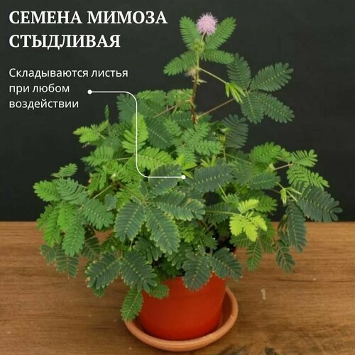 Семена Мимоза стыдливая (Mimosa pudica) 5 шт. Комнатный цветок