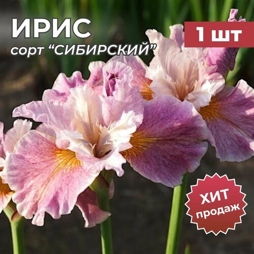 Ирис Сибирский, корень/корневище ириса на посадку 'фэнси МИ ЗИС' 1 шт