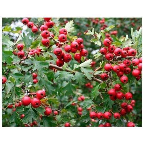 Боярышник перистонадразрезанный (лат. Crataegus pinnatifida) семена 15шт + подарочек