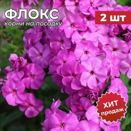 Флокс, Корень/Корневище Флокса на посадку 'Капитан Виктори' 2 шт