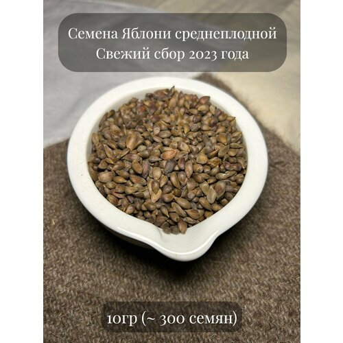 Семена Яблони полукультурной среднеплодной, подходит для подвоя, 10 гpамм (примерно 300 шт)