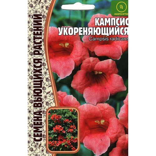 Кампсис укореняющийся CAMPSIS RADICANS , многолетник ( 1 уп : 20 семян )