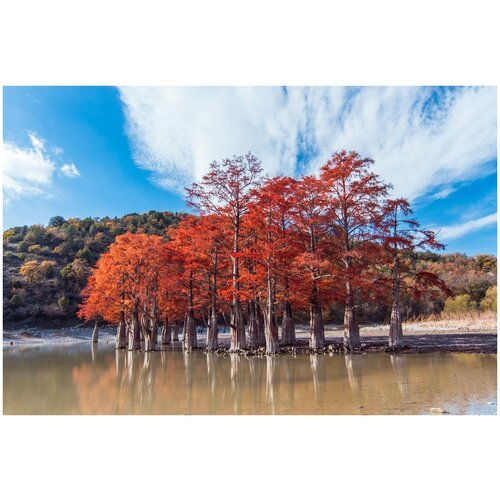 Таксодиум двурядный - Болотный кипарис (лат. Taxodium distichum) семена 20шт + подарочек