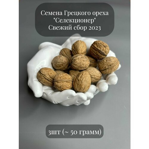 Семена Грецкого ореха 'Селекционер' для посадки, 3 семени (примерно 50 грамм)