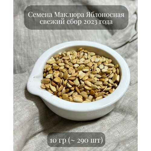 Семена Маклюры Яблоносной, 10 грамм (примерно 290 шт)