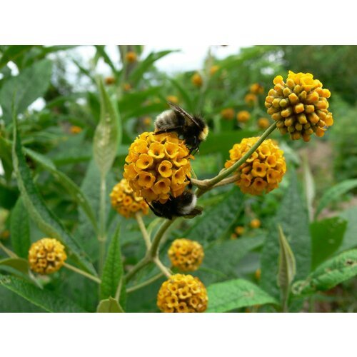 Семена Буддлея шаровидная (Buddleja globosa) 20 штук