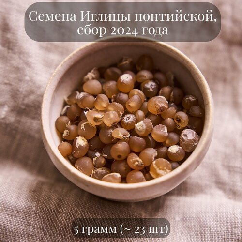 Семена Иглицы колючей, или понтийской, Рускус, 5 грамм (примерно 23 шт)