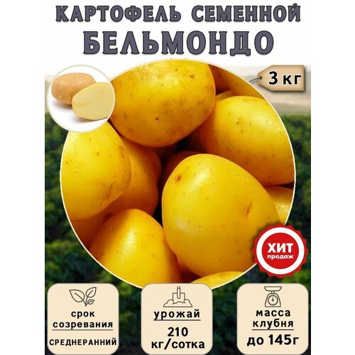 Клубни картофеля на посадку 'Бельмондо' (суперэлита) 3 кг Среднеранний