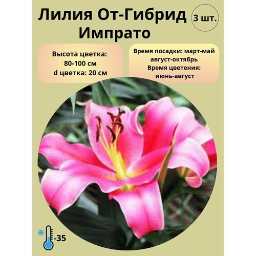 Луковицы Лилии ОТ-гибрид, 3 шт