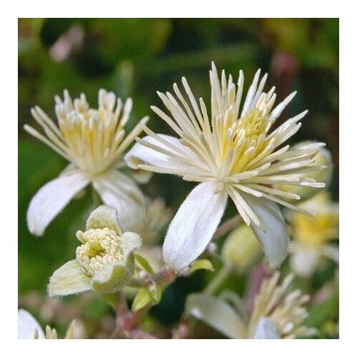 Клематис виноградолистный (лат. Clematis vitalba) семена 25шт + подарочек