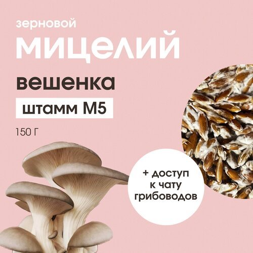 Мицелий вешенки. Штамм М5. Семена грибов. Грибница