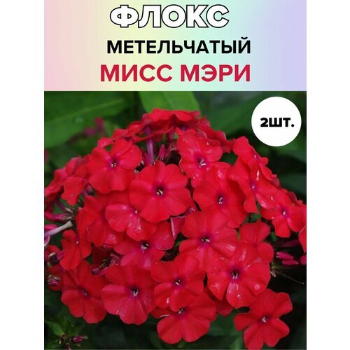 Флоксы саженцы, метельчатые, многолетние цветы 2 шт.