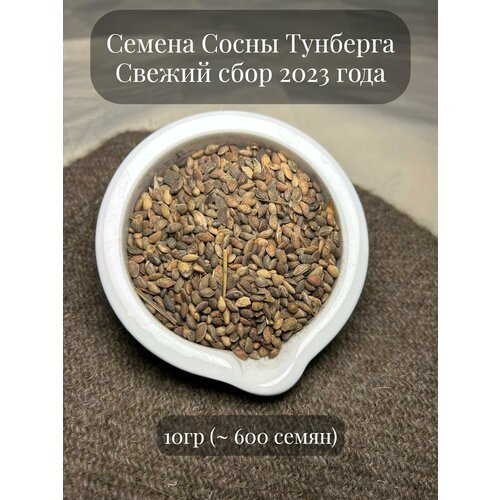 Семена Сосны Тунберга, 10 грамм (примерно 600шт)