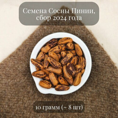 Семена Сосны пинии, или Сосны итальянской, 10 грамм (примерно 8 шт)