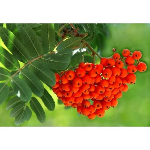 Рябина Обыкновенная (лат. Sorbus aucuparia) семена 25шт + подарочек