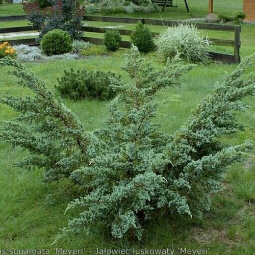 Можжевельник чешуйчатый Мейери / саженец можжевельника