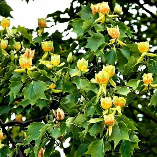 Семена Лиродендрон тюльпановый (Liriodendron tulipifera) Тюльпановое дерево 5 штук