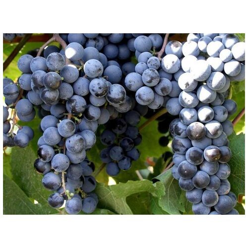 Виноград мускатный черный (лат. Vitis vinifera) семена 15шт + подарочек