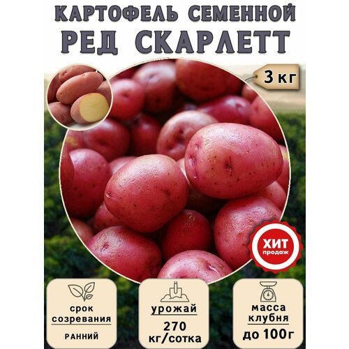 Клубни картофеля на посадку Ред Скарлетт (суперэлита) 3 кг Ранний