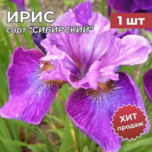 Ирис Сибирский, корень/корневище ириса на посадку 'кэерлесс салли' 1 шт