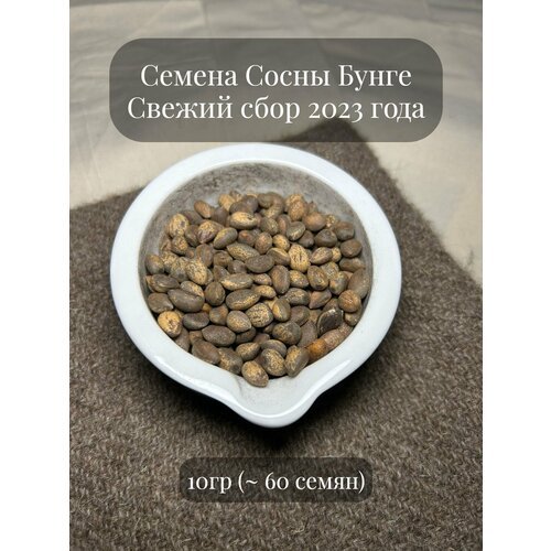 Семена Сосны Бунге , 10 грамм (примерно 60шт)