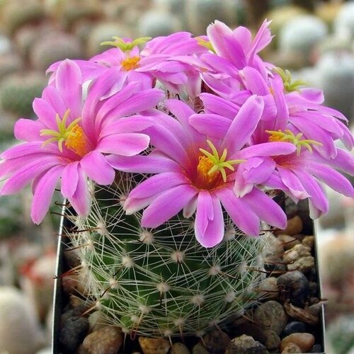 Семена кактус Маммиллярия Бола (Mammillaria boolii) 5 шт.