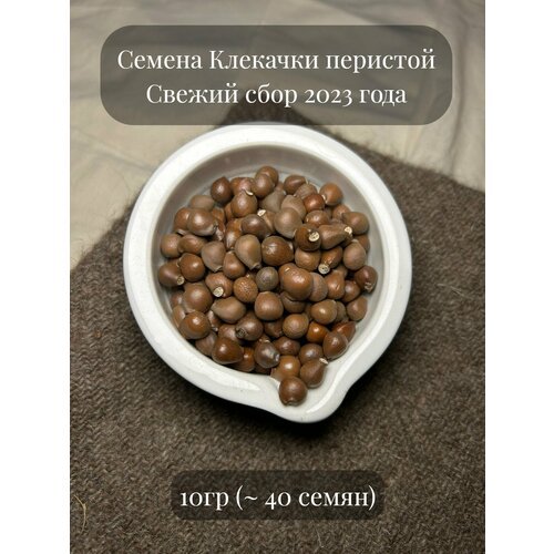 Семена Клекачки перистой, 10 гpамм (примерно 40 шт)