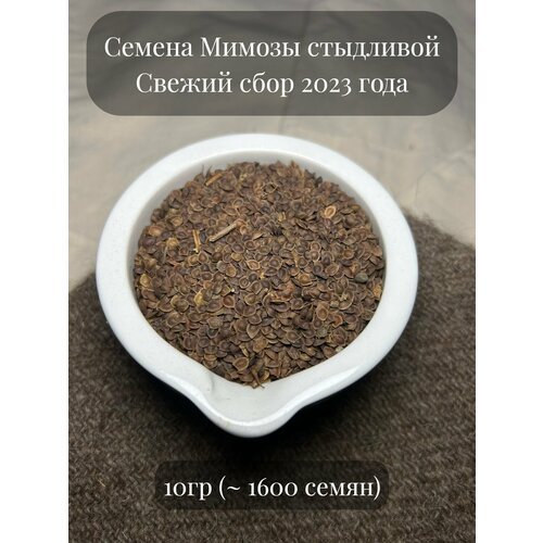 Семена Мимозы стыдливой,10 грамм (примерно 1600шт)