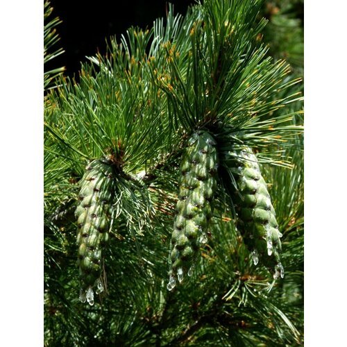 Семена Сосна румелийская (Pinus peuce), 30 штук