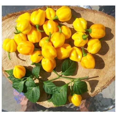 Перец острый Scotch Bonnet Yellow (лат. Capsicum Chinense Scotch Bonnet) семена 5шт + подарочек