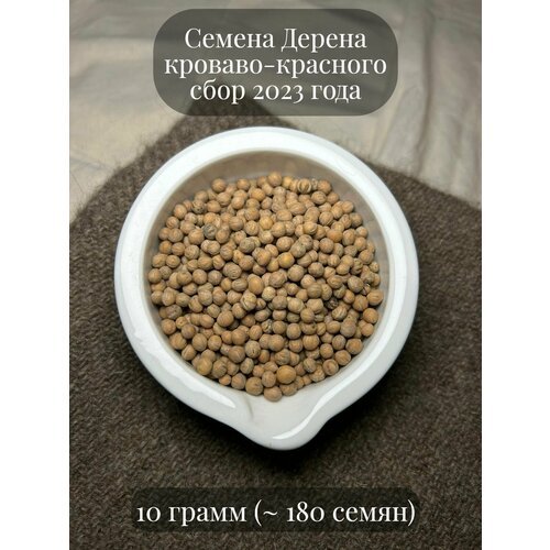 Семена декоративного Дерена кроваво-красного, подходит для живой изгороди, 10 грамм (примерно 180 шт)