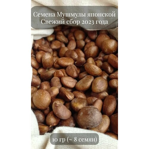 Семена Мушмулы японской, 10 грамм (примерно 8шт)