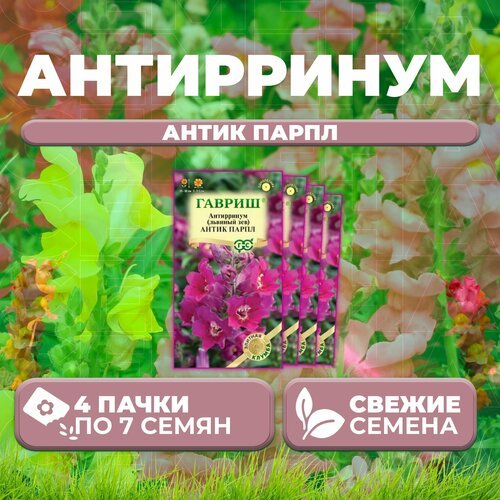 Антирринум (Львиный зев) Антик Парпл, 7шт, Гавриш, Элитная клумба (4 уп)