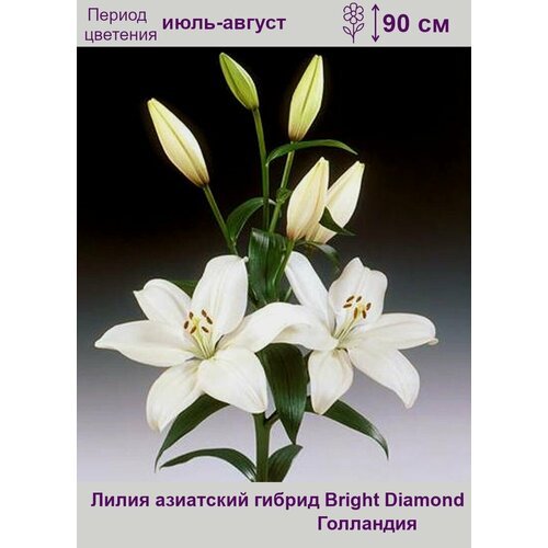 Лилия азиатская Брайт Даймонд (Bright Diamond) луковицы 3 шт