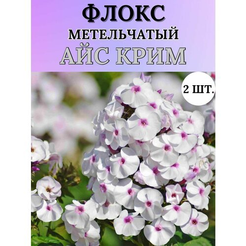 Флоксы саженцы, метельчатые, многолетние цветы 2шт.