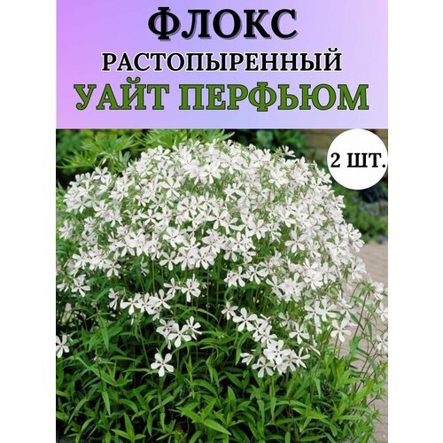 Флоксы саженцы, метельчатые, многолетние цветы 2шт.