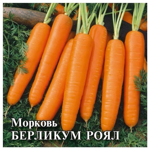 Семена. Морковь 'Берликум Роял' (вес: 25 г)