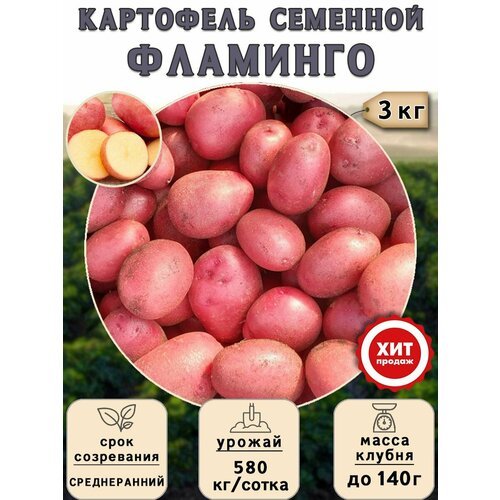 Клубни картофеля на посадку 'Фламинго' (суперэлита) 3 кг Среднеранний