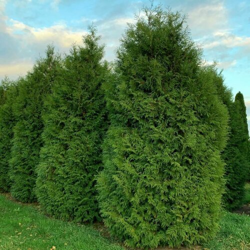 Туя западная Брабант (лат. Thuja occidentalis Brabant) семена 50шт + подарочек