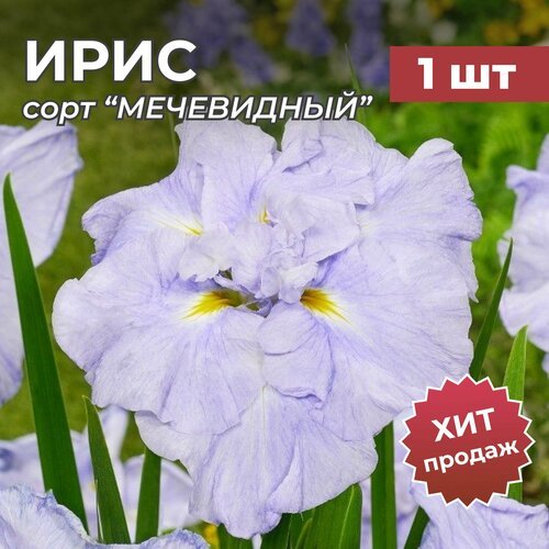 Ирис Мечевидный, корень/корневище ириса на посадку 'динерплейт АЙС крим' 1 шт