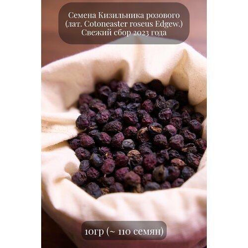 Семена декоративного быстрорастущего кустарника Кизильника розового, 10 грамм (примерно 110 шт)