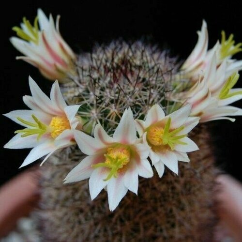 Семена кактус Маммилярия Шурляна (Mammillaria shurliana) 5 шт.