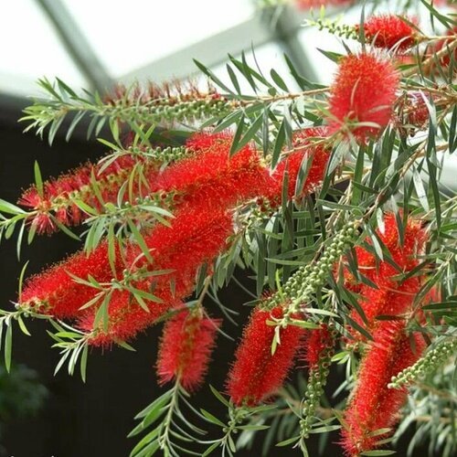 Семена Мелалеука зверобоелистная (Melaleuca hypericifolia) 10 штук