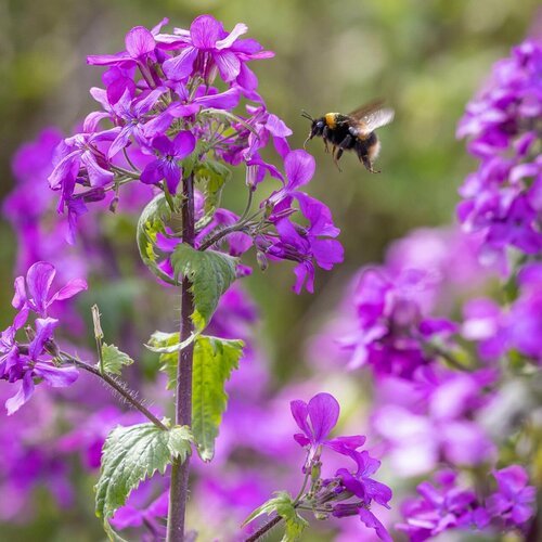 Семена Лунник - Луннария - Серебрянный доллар (лат. Lunaria annua) 30шт Комплект х2 распродажа! + подарочек