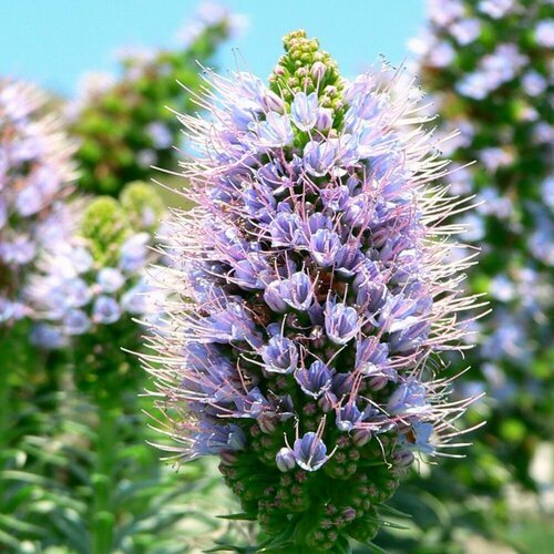 Синяк обыкновенный (лат. Echium vulgare) семена 150шт + подарочек