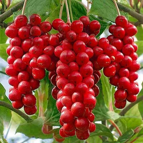 Семена Лимонник Китайский Генри (лат. Schisandra chinensis) 40шт Комплект х2 распродажа! + подарок