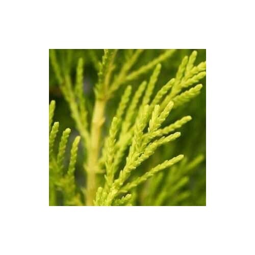 Кипарис Крупноплодный (лат. Cupressus macrocarpa) семена 50шт + подарочек