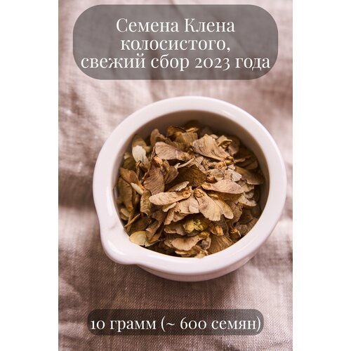 Семена Клена колосистого, 10 грамм (примерно 600 шт)