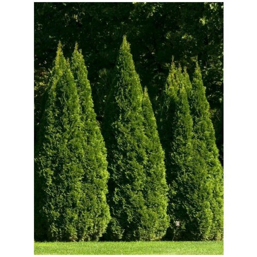 Семена Туя западная (Thuja occidentalis), 30 штук